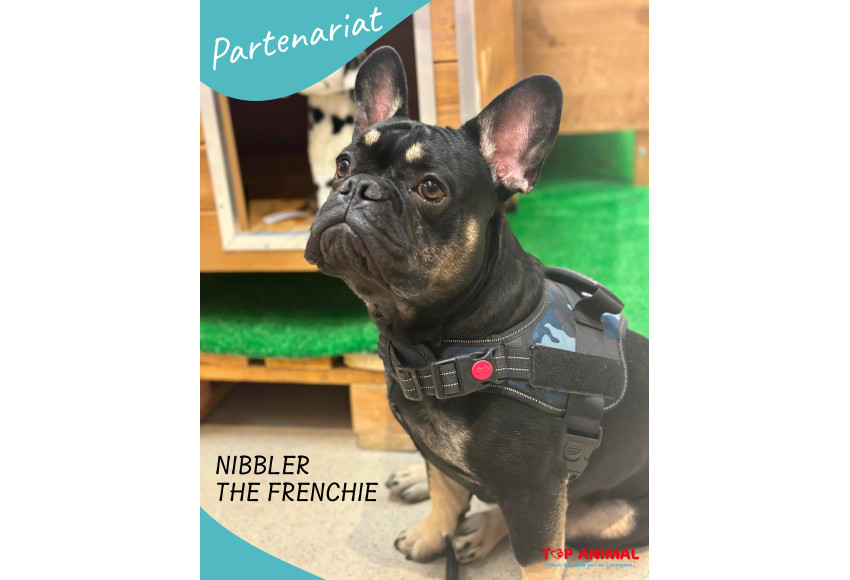 PARTENARIAT - NIBBLER THE FRENCHIE